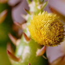 Opuntia mit Strohblume - Foto: Willi Heinsohn