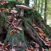 Pilz im Kleckerwald - Foto: Hans Dieckmeyer