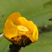 Gelbe Teichrose, gelbe Mummel, Nuphar lutea Moorgürtel, Gesine Schwerdtfeger