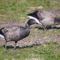 Ringelgänse, Beltringhader Koog - Foto: Pertti Raunto