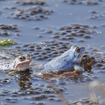 Moorfrosch, Pietzmoor - Foto: Pertti Raunto