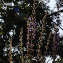 Blüten - Foto: Volker Svensson