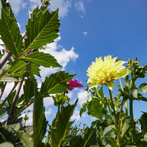 7 Chrysantheme aus Froschperspektive - Ort: Rellingen - Foto: Pertti Raunto