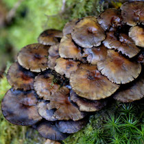 Foto: Willi Heinsohn