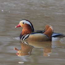 Mandarinenente, Neuwiedenthaler Teich - Foto: Uta Svensson