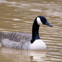 Kanadagans, Neuwiedenthaler Teich - Foto: Volker Svensson