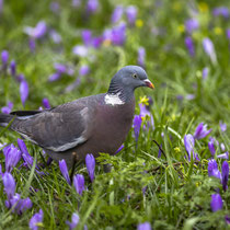 Frühlingstaube - Foto: Holger Tobuschat