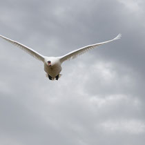 Landeanflug, Katinger Watt - Foto: Pertti Raunto