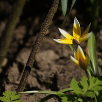 019 Botanische Tulpe   -   Mai_16 - Foto: Willi Heinsohn