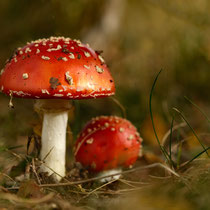 11 Fliegenpilz in der Abendsonne - Foto: Romana Thurz