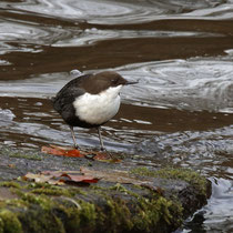 Wasseramsel, Mellingburger Schleuse - Foto: Lothar Boje