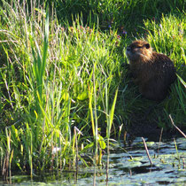 17. Platz 119 Pkt. Nutria - Marina Staniek