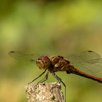 Libelle - Foto: Hans Dieckmeyer