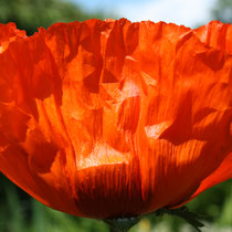 04 Mohn - Foto: Uwe Suckow