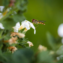 Hainschwebfliege am Kupferteich - Foto: Benjamin Trede