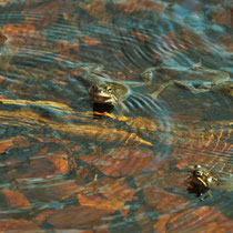 Frosch-Formations-Schwimmen im Waldtümpel Wohldorf - Foto: Lothar Boje