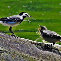 Bachstelzen mit Appetithappen, Manhagener Teich - Foto: Lothar Boje