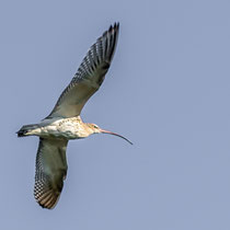 Großer Brachvogel - Foto: Adolf Dobslaff