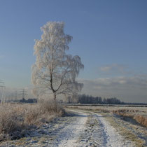 Winter im Moorgürtel - Foto: Gesine Schwerdtfeger