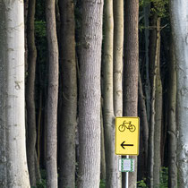 Baum, Gespensterwald - Foto: Dagmar Esfandiari