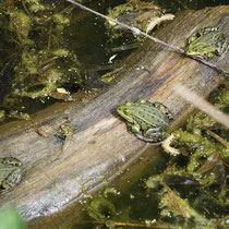 1 Wasserfrösche - Ort: Mühlensand - Foto: Gerd Jürgen Hanebeck