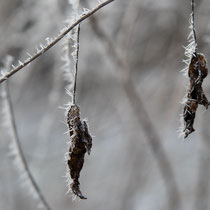 Blätter im Januar - Foto: Britta Hamann