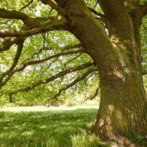 Im Schatten der Eiche - Foto: Pertti Raunto