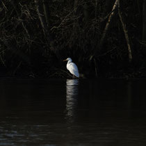 Silberreiher - Foto: Doreen Maack