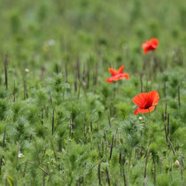 Foto: Andreas Spott