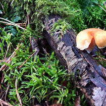 Pilz - Foto: Hans Dieckmeyer