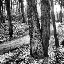 09 Wald lockt zum Spaziergang - Foto: Gerd Jürgen Hanbeck