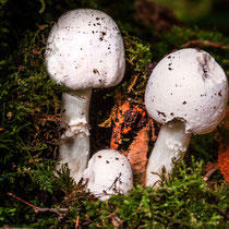 9. Platz 185 Pkt. - Tödliche Schönheiten - Foto: Adolf Dobslaff