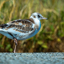 Lachmöwe Jungvogel - Foto: Benjamin Trede