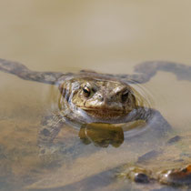 Froschspagat, Neuwiedenthaler Teich - Foto: Uta Svensson