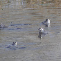 Moorfrösche, Pietzmoor - Foto: Gesine Schwerdtfeger