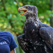 Weißkopfseeadler, Wildpark Schwarze Berge - Foto: Hans Dieckmeyer