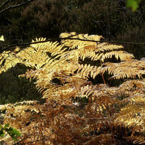 Fischbeker Heide - Foto: Elvira Lütt