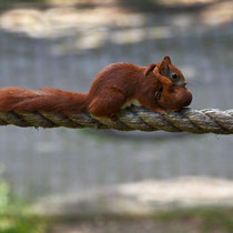 Eichhörnchen mit Baby - Ort: Hausbruch - Foto: Dagmar Esfandiari