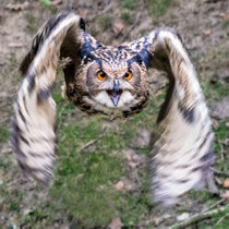 Uhu im Flug - Foto: Adolf Dobslaff