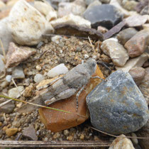 Blauflügel-Ödlandschrecke - Foto: Gesine Schwerdtfeger