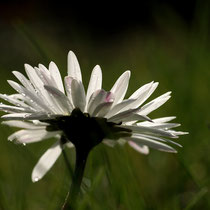 Gänseblümchen - Foto: Hans Dieckmeyer