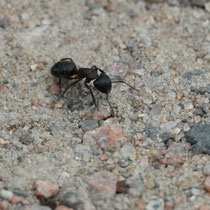 Rossameise, Fischbeker Heide - Foto: Volker Svensson