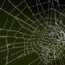 Spinnengewebe mit Morgentau   -   Foto: Hans Dieckmeyer