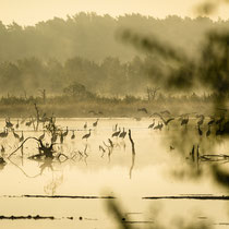 22 Moorimpression - Ort: Tister Bauernmoor - Foto: Dr. Reinhard Feldhaus