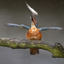 Den Fisch wenden - Ort: Vogelstation - Foto: Pertti Raunto