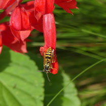 Wespe auf Blüte, Arboretum - Foto: Gesine Schwerdtfeger