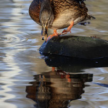 Wer ist die Schönste... - Foto: Hans Jeikowski