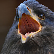 Weißkopfseeadler, Wildpark Schwarze Berge - Foto: Romana Thurz