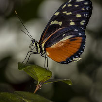 Schmetterling - Foto: Holger Tobuschat