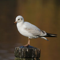 Möwe  -   Foto: Uta Svensson